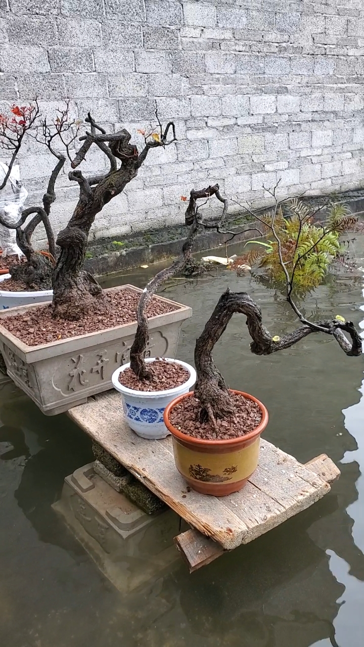 精品黄栌老桩盆景