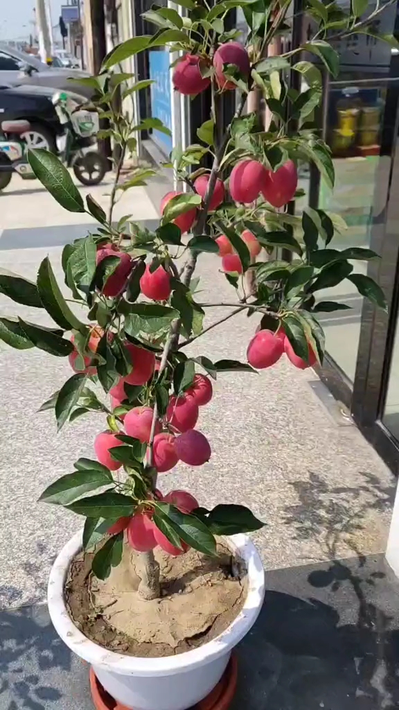 教你在家做盆栽鸡心果.好吃又好看!