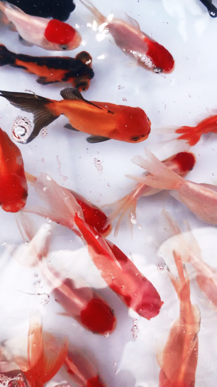 音为有你#好多漂亮的小鱼,买回家就活不久,你们知道为什么么?