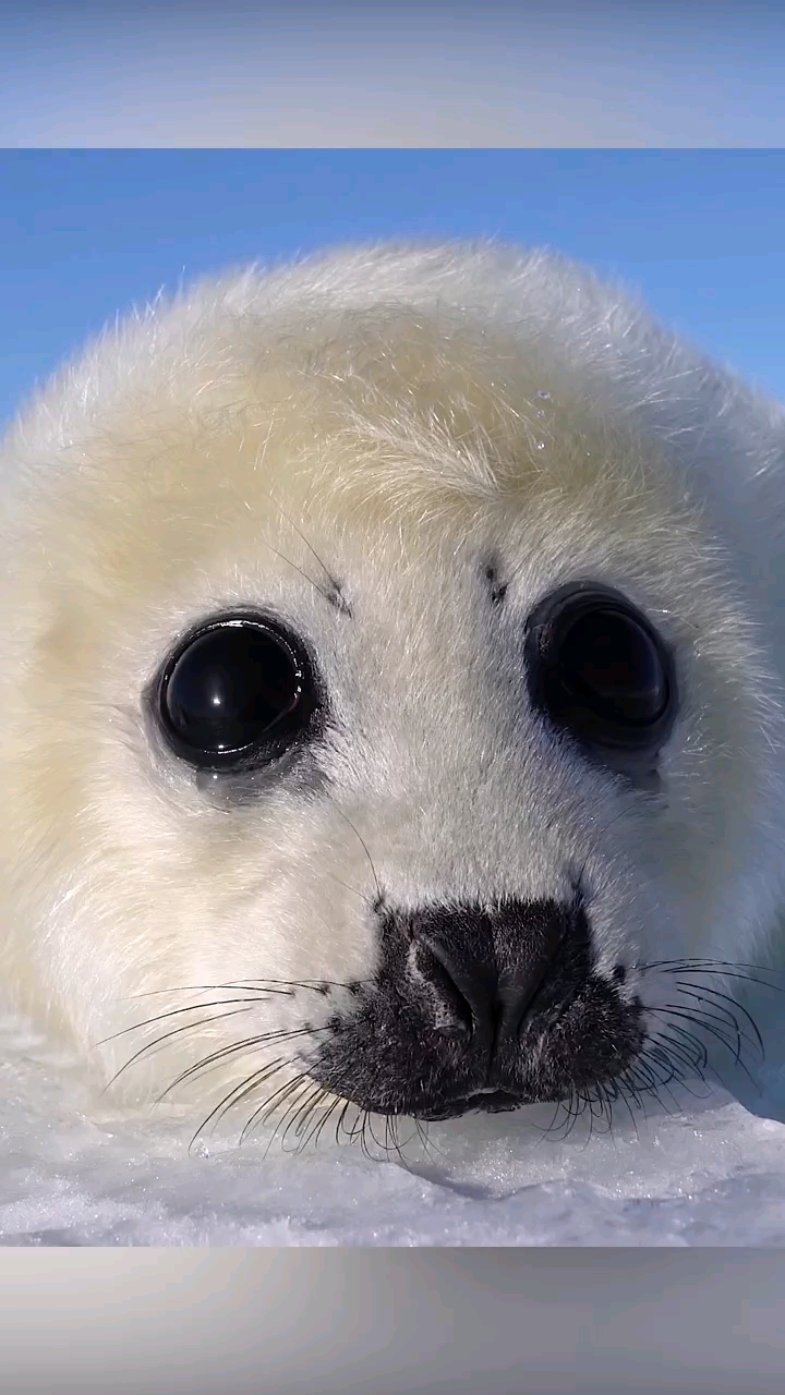 眼眶挂着眼泪等待妈妈觅食回来的竖琴海豹宝宝