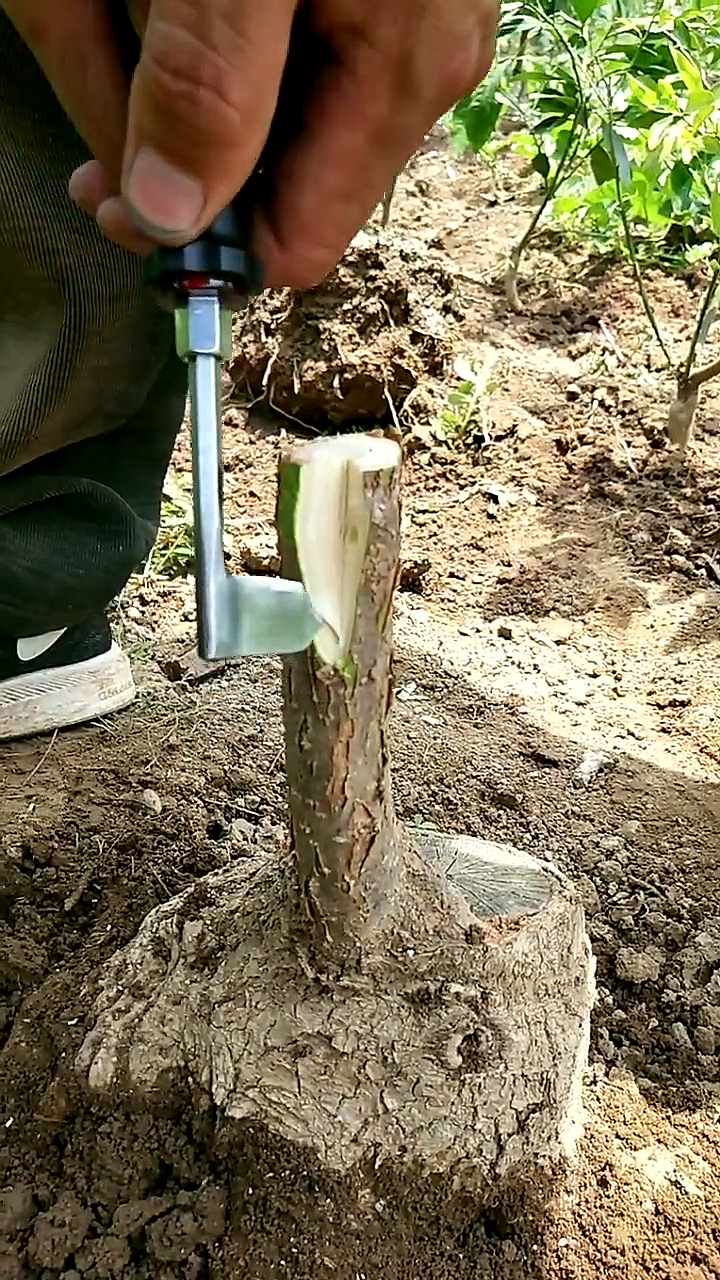 果树靠接可以增加果树观赏性-度小视