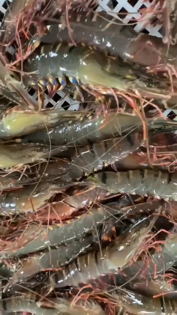 东山岛海鲜:海捕大黑虎虾,白灼红透透,虾肉q,鲜甜