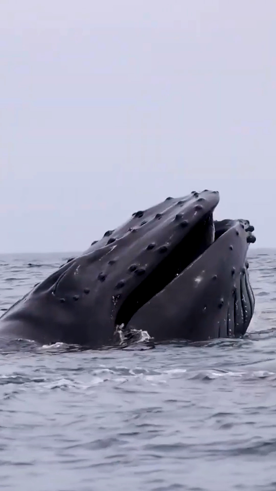 座头鲸捕食#深海座头鲸露出海面捕食瞬间