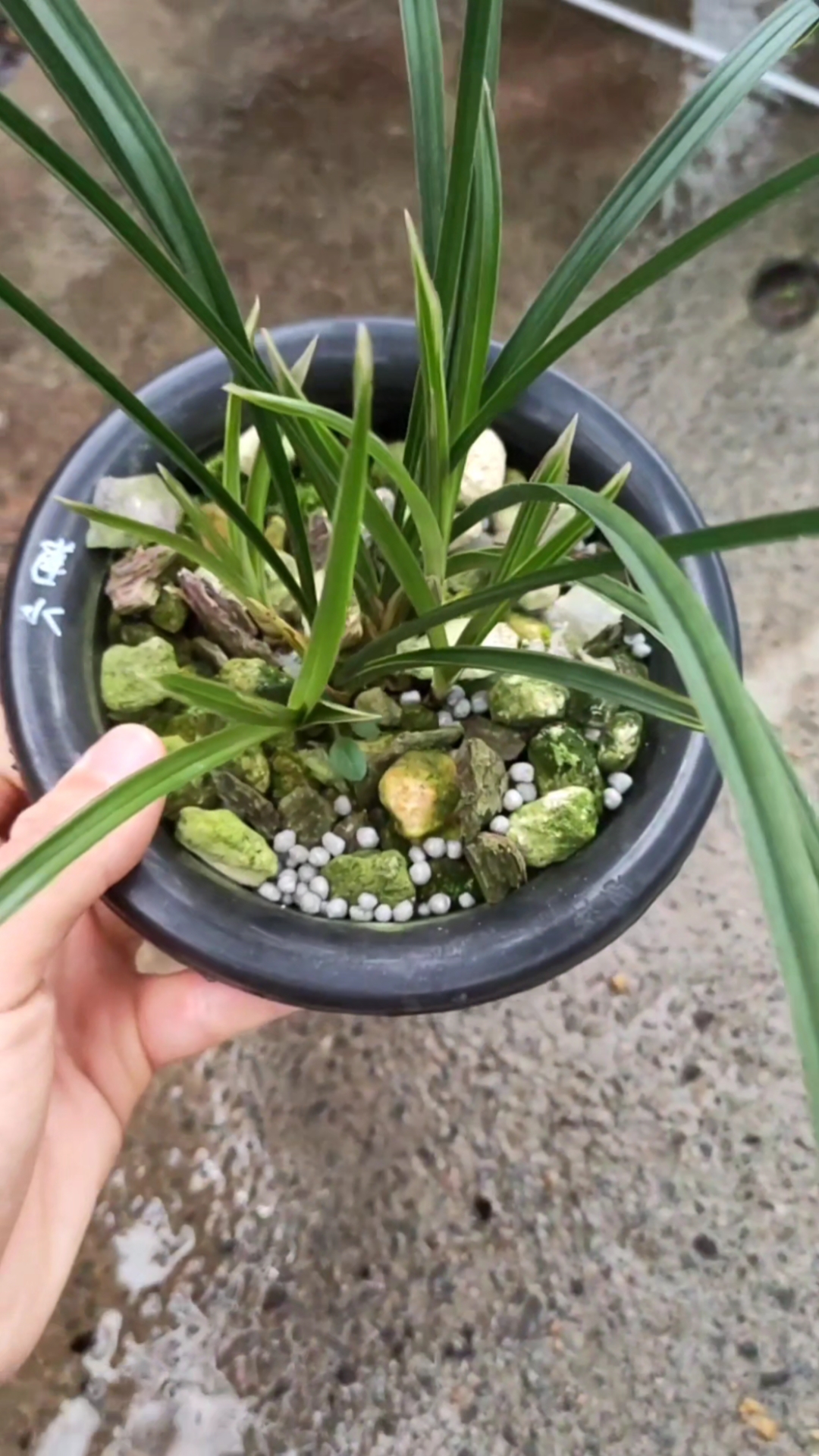 莲瓣兰水晶艺,资源草未见花