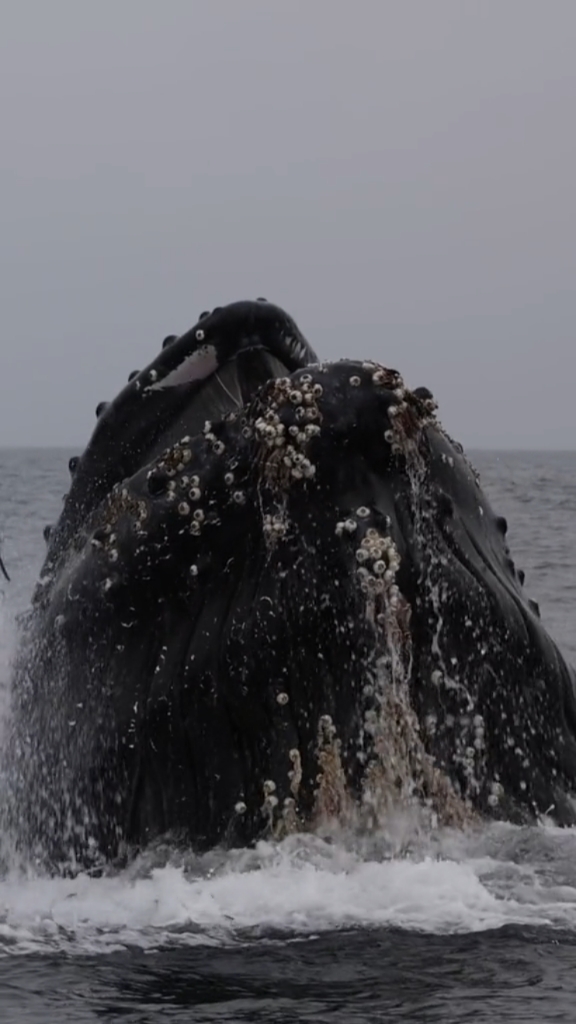 大鲸身上沾满了藤壶,看着是不是疼人呀