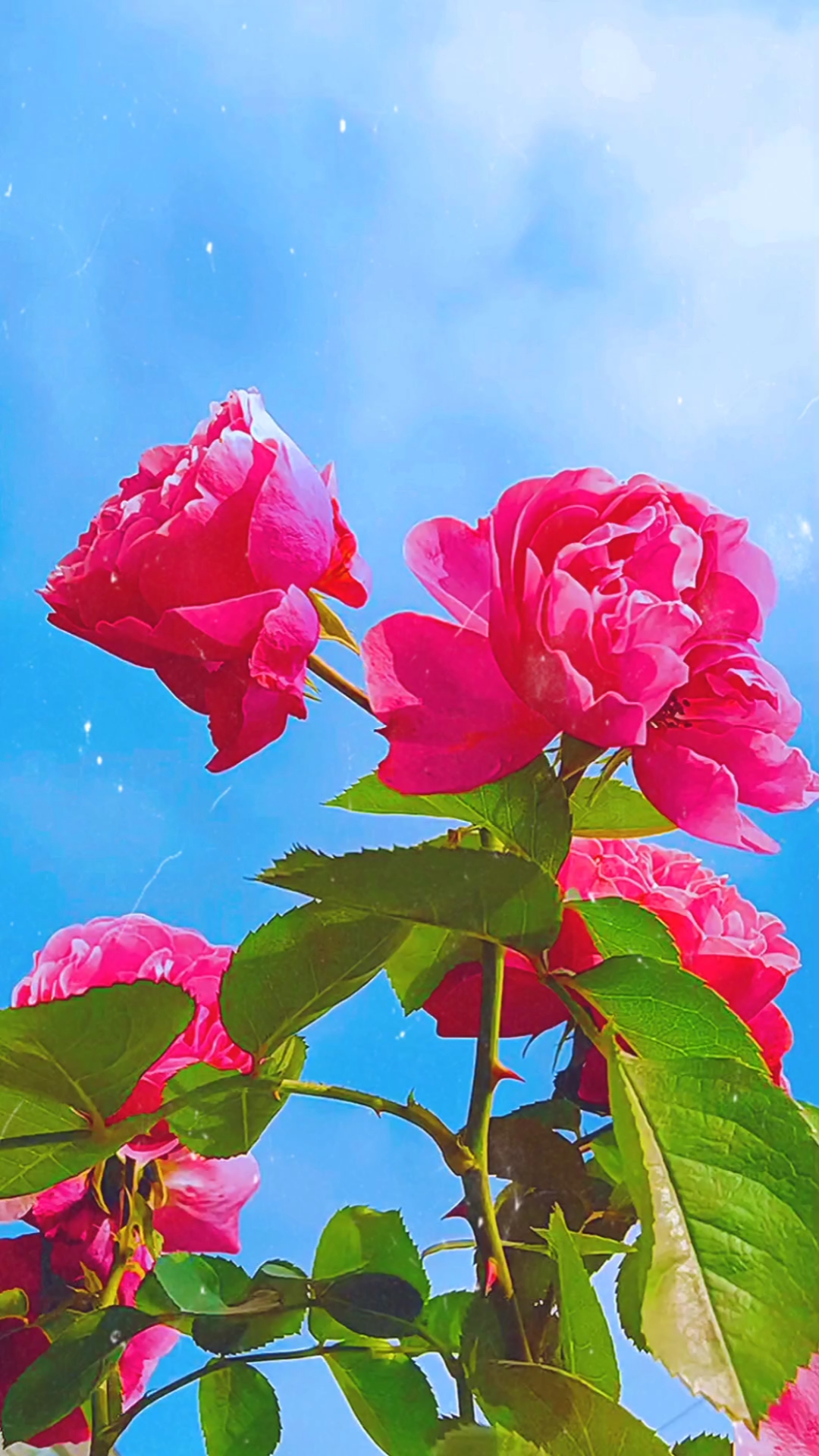 手机摄影#蓝天白云,红花绿叶,喜欢这样的画面.