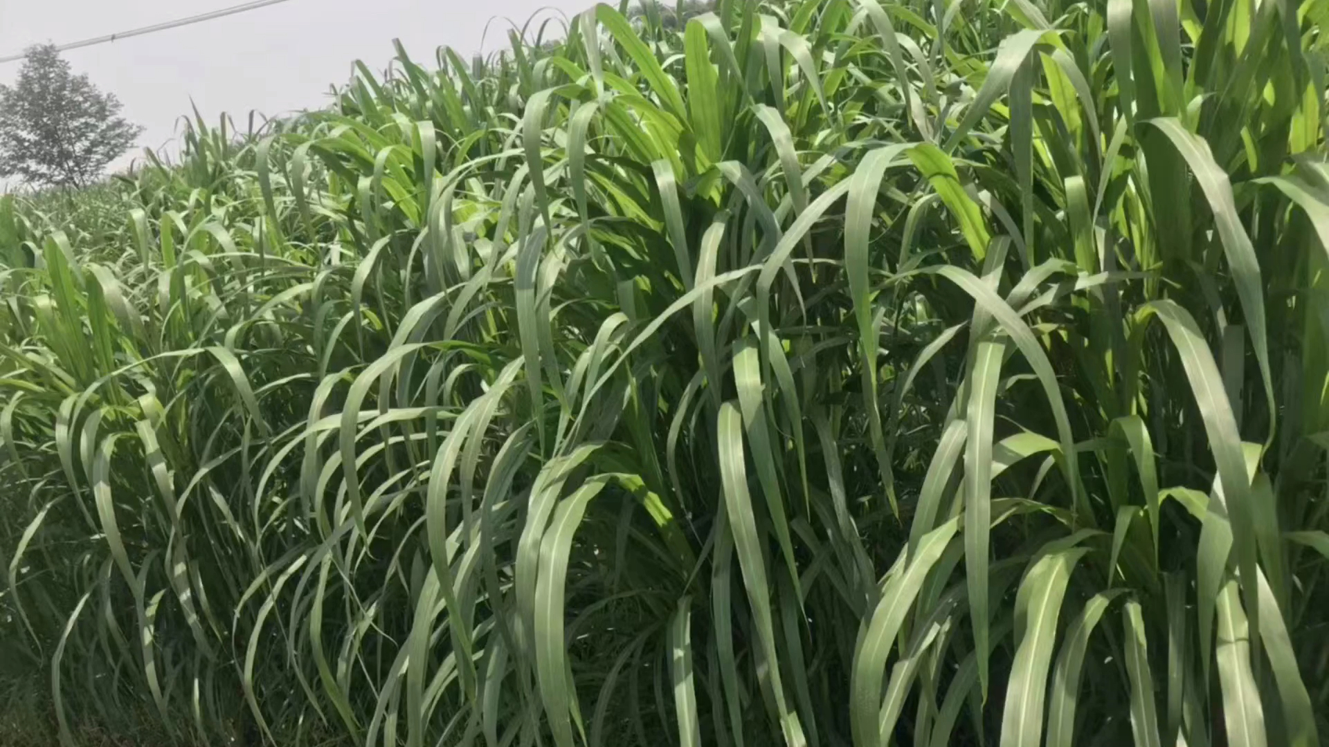种什么草可以大批养猪 喂猪用哪种牧草种子最好啊
