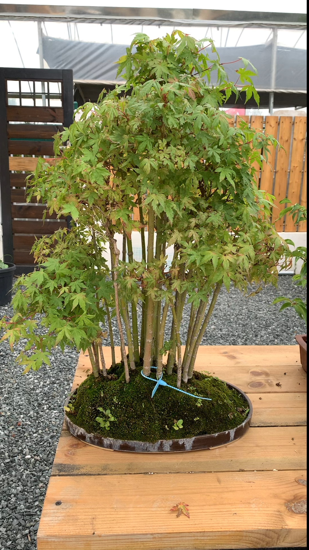 丛林式红枫盆景