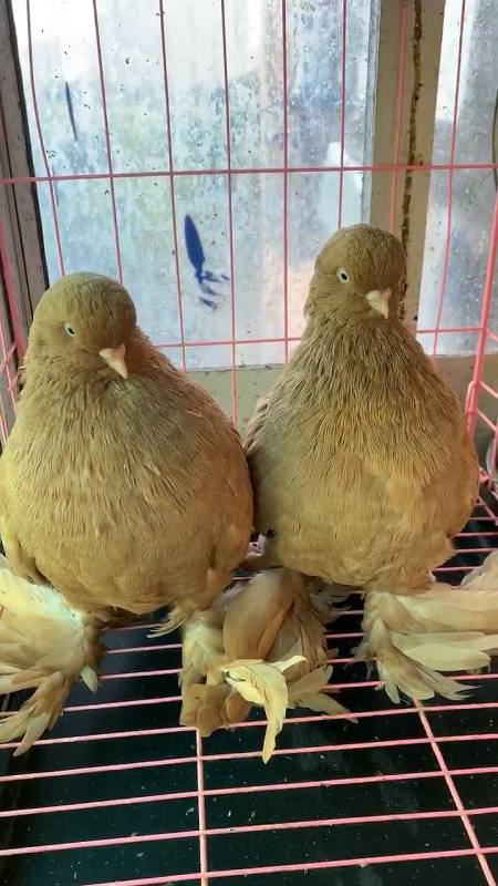 鸽痴的鸽子所有人请你欣赏我们当地称这种鸽子叫寿星我怎么没看出来