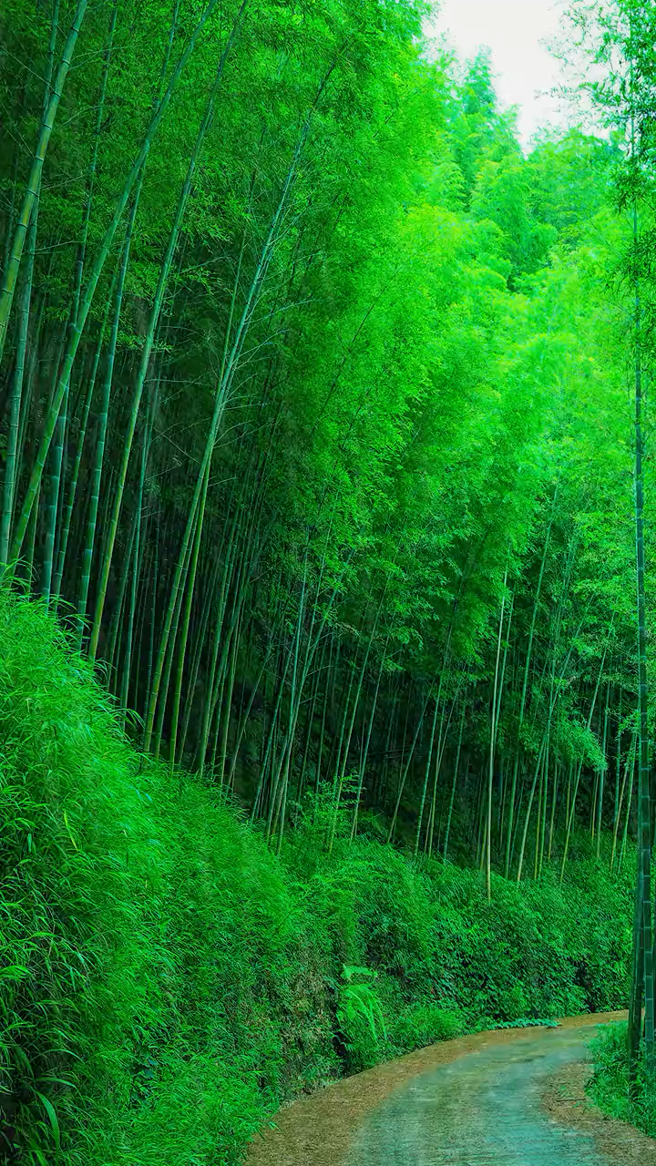 风景#听雨是种宣泄,看雨是一种解压,这山林竹海惹了聚雨,浓墨翠绿惹
