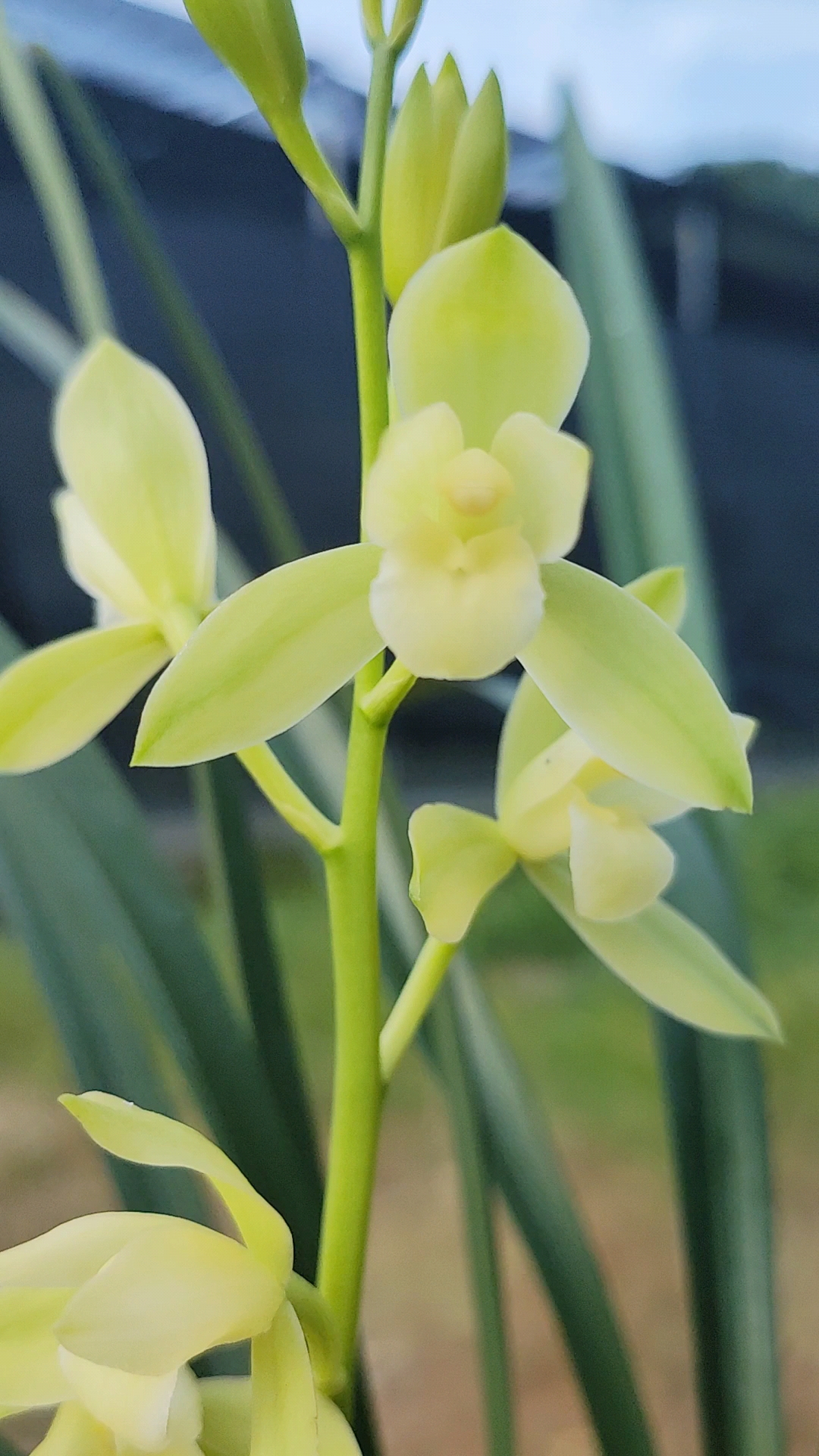 兰花小站#建兰老品种福州素荷,每次都这么漂亮