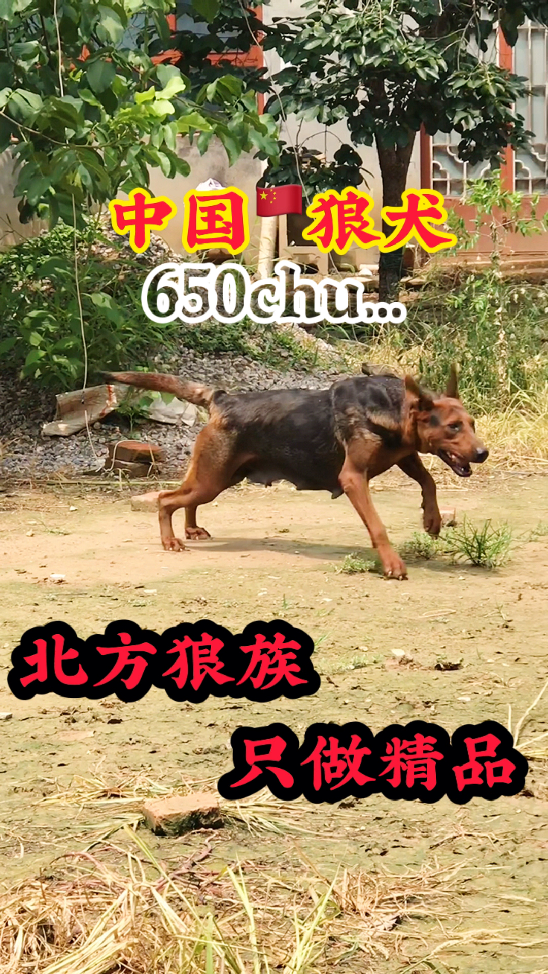 中国9899狼犬,国产莱州红犬#狗狗#热门#护卫犬#山红犬#莱州红犬