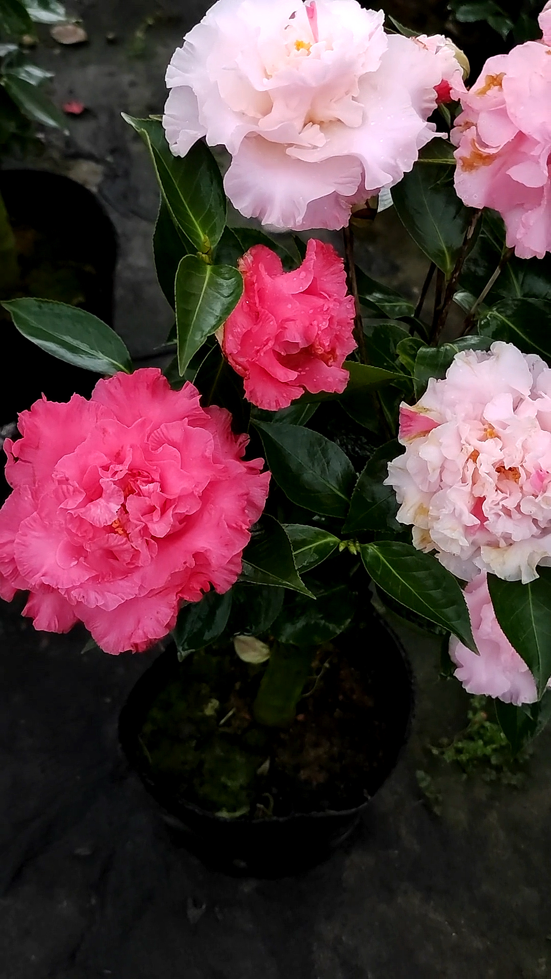 三色依莲贝蒂茶花