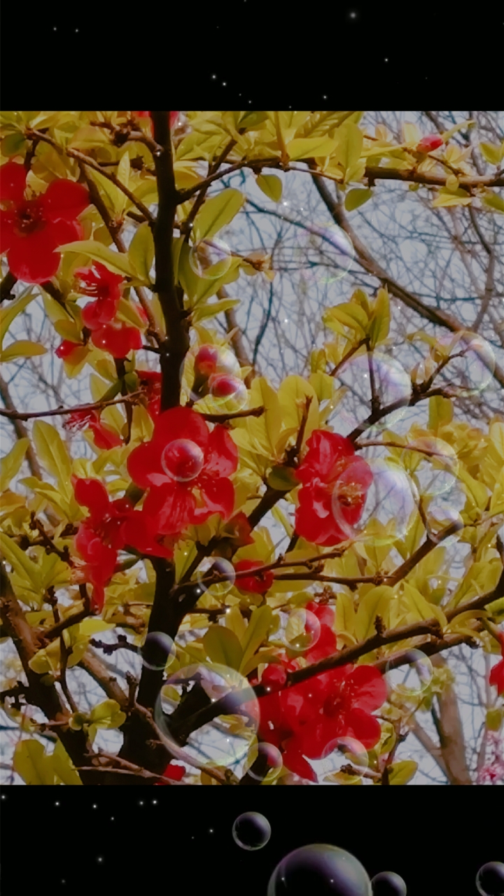艳丽的红花和淡雅的粉花太美了!