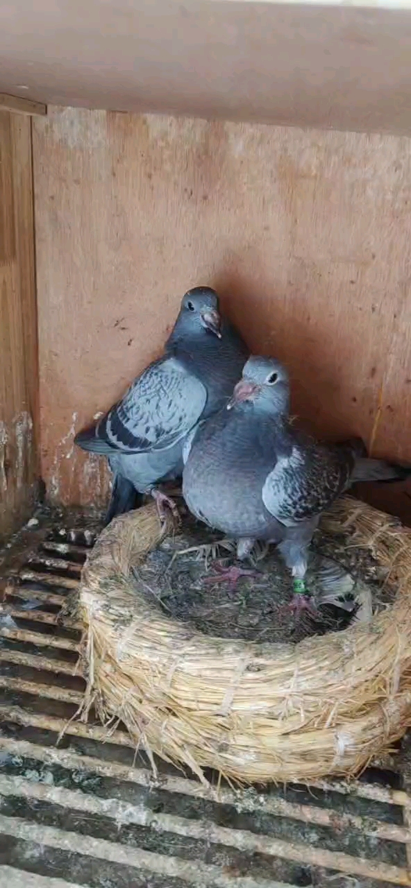 鸽魔杨阿腾古铜眼信鸽一对能飞千公里的鸽子