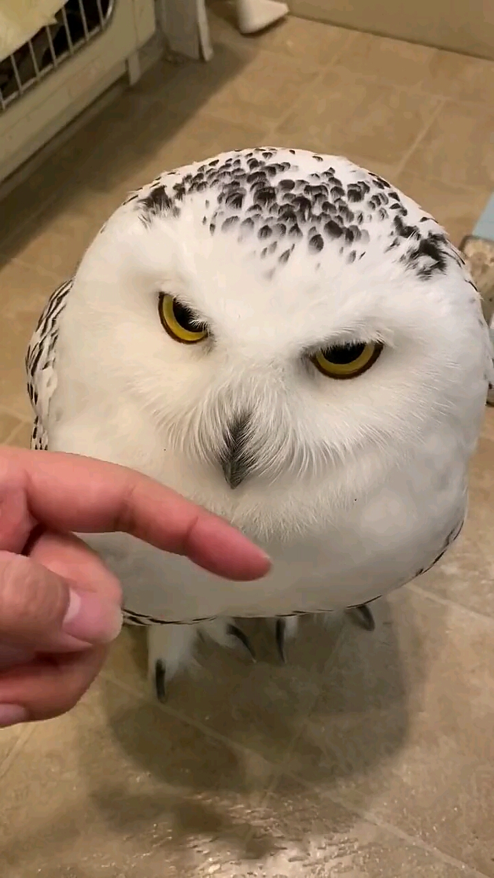 可爱到爆了#这宠物猫头鹰太漂亮,太可爱了,让它咬也咬不痛