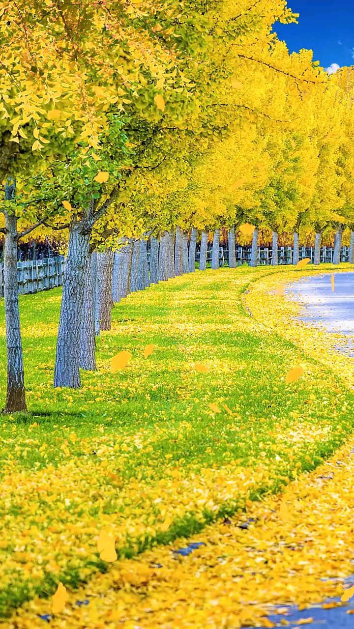 最美的风景#一叶知秋!最美秋天景色!