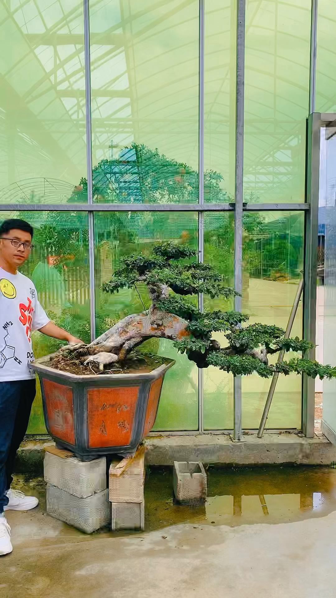 老桩榆树盆景#临水造型的榆树