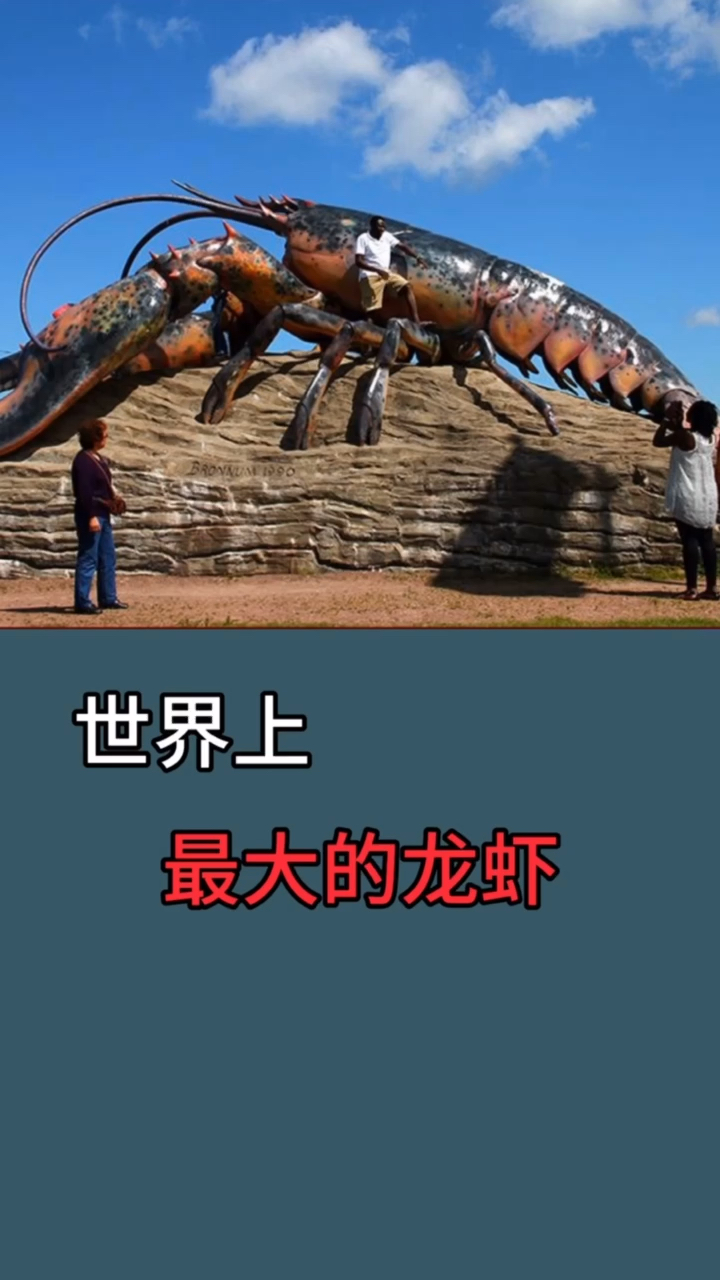 世上最大的龙虾1000米图片