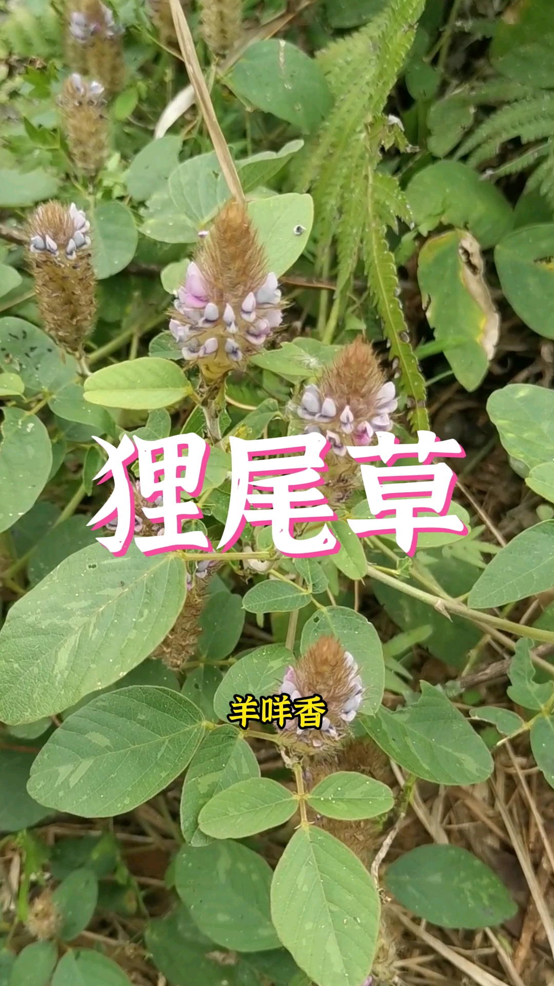 狸尾草又叫羊咩香