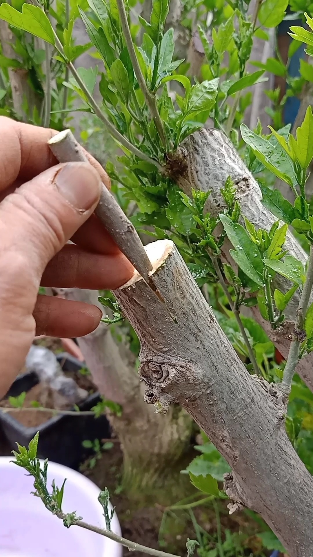 嫁接技术#插皮接复色木槿花小技巧