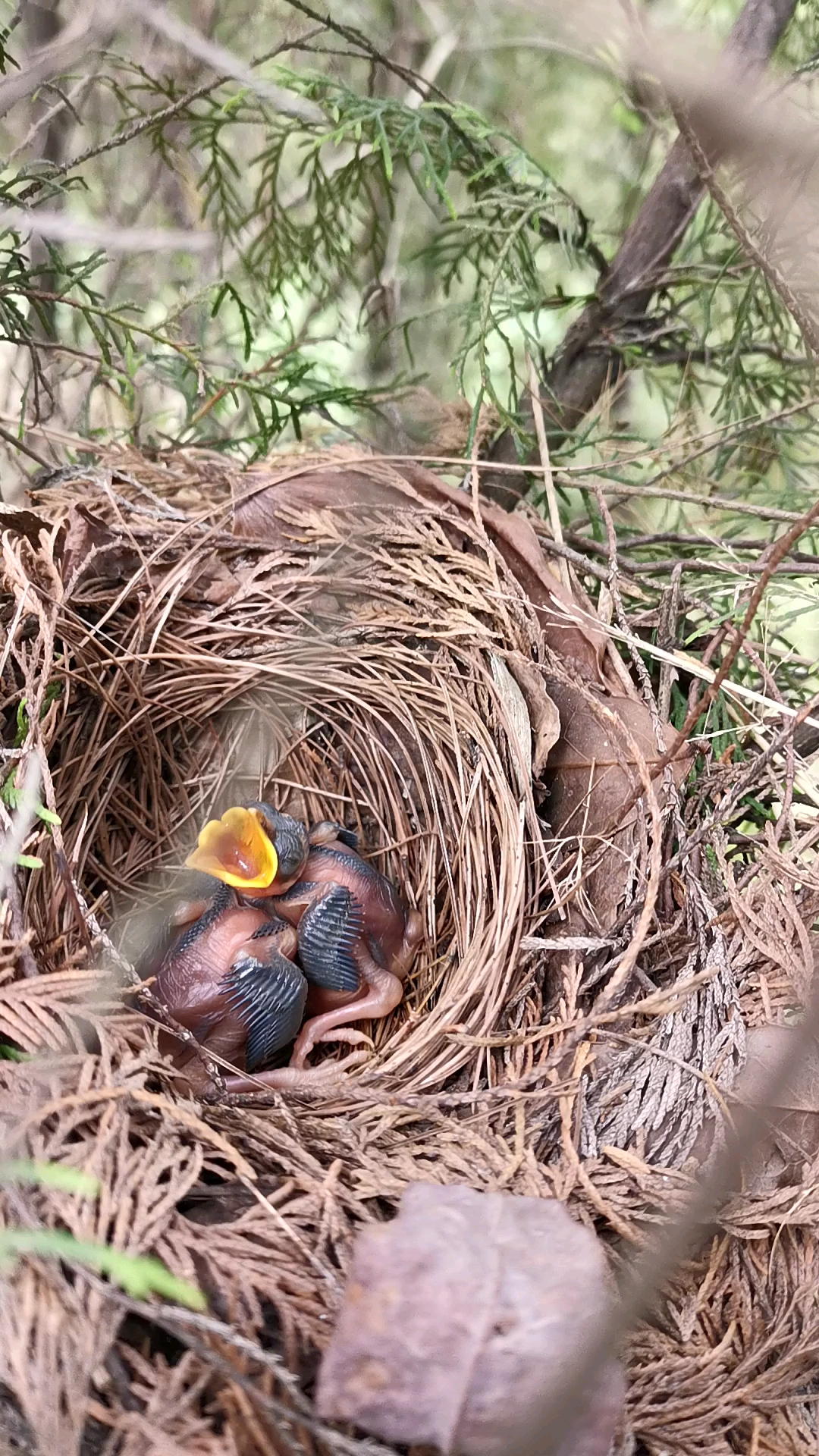 今年人工繁殖的第二窝画眉鸟了-度小视