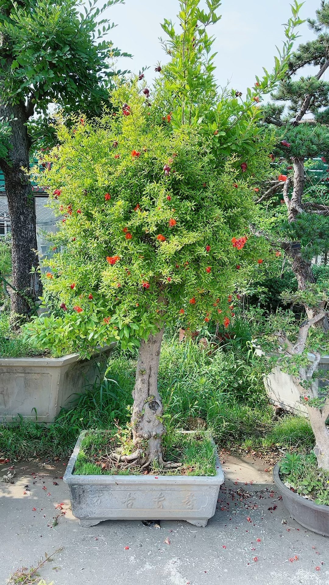 紫玉石榴结果紫色的很漂亮