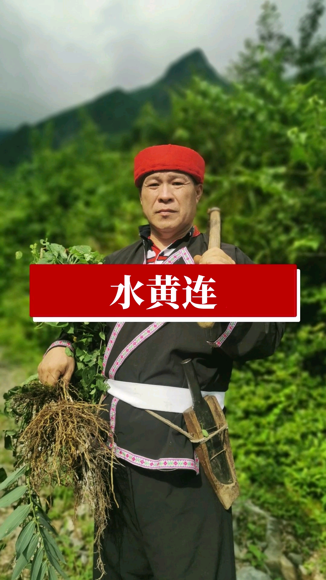 水黄连,你们见过吗