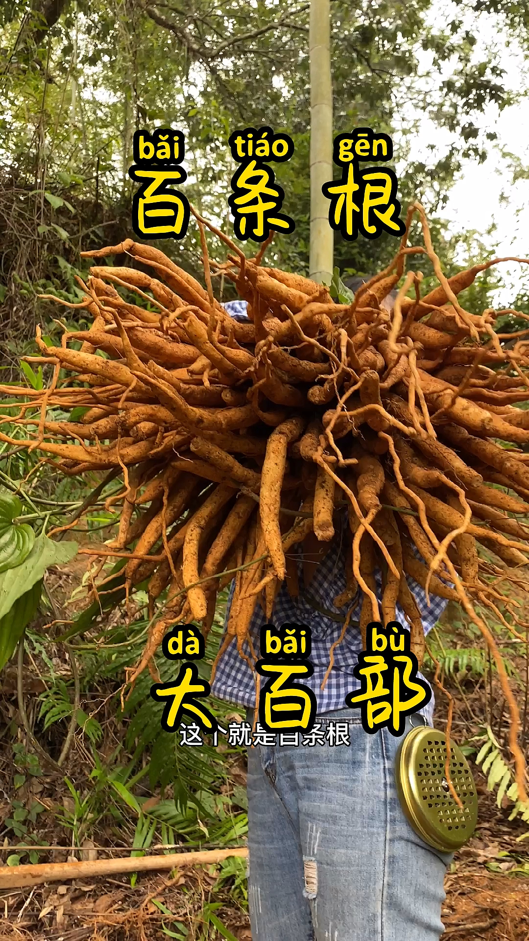 植物看完就知道为什么叫百条根