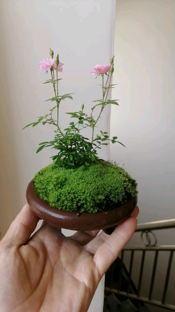 盆景#鬼子姬月季