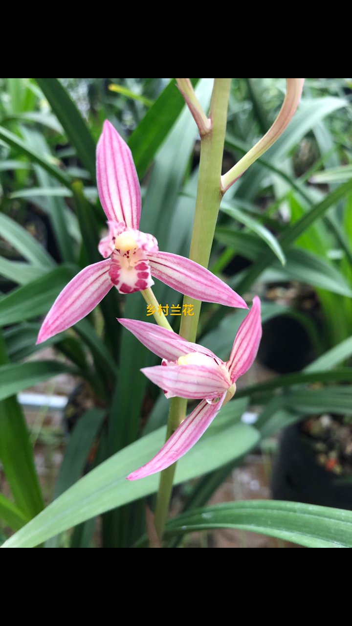 兰花鉴赏#建兰桃娇,粉红娇嫩.可爱诱人.