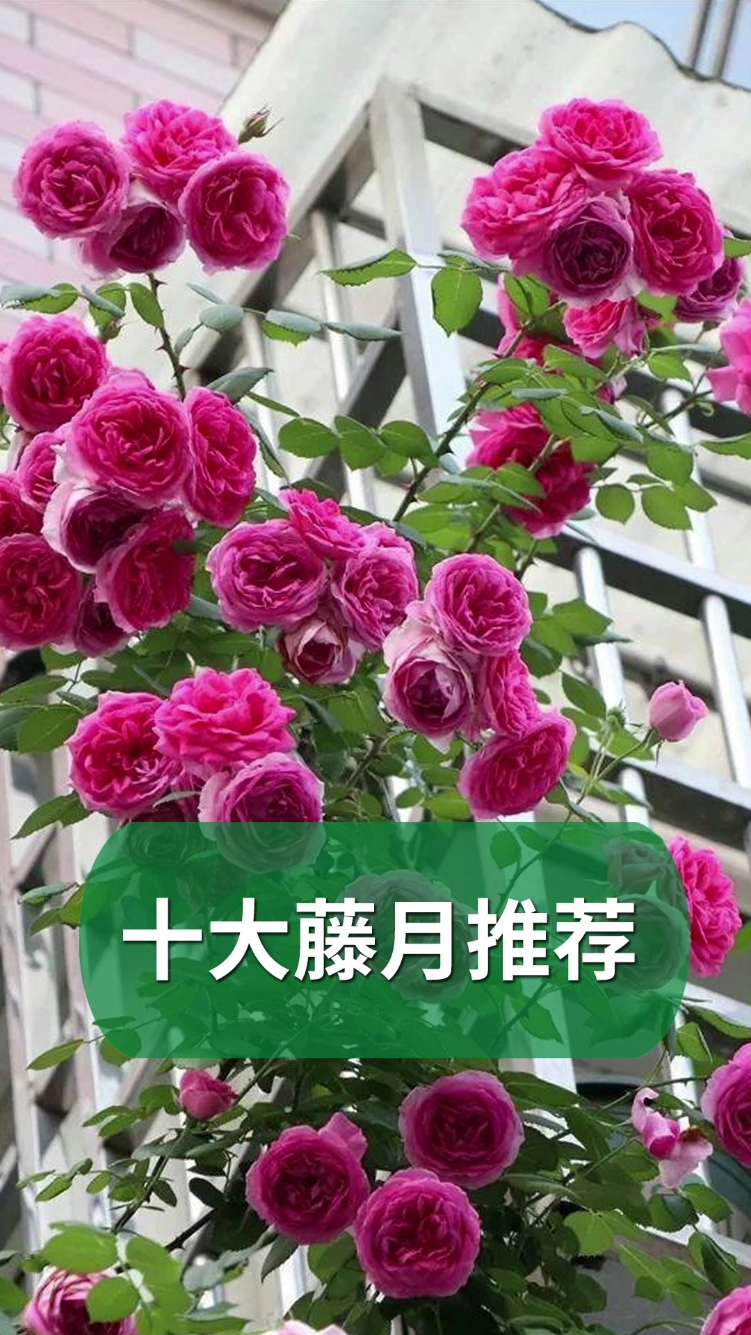 分享养花经验#十大藤本月季推荐给老铁们!-度小视