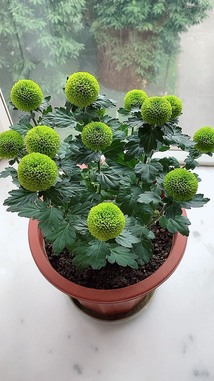 我的小花园#绿色乒乓菊.2020.12.04