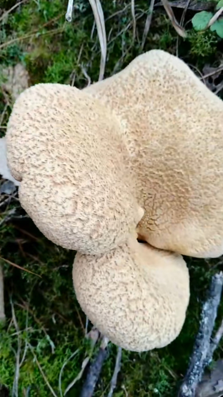 乡村生活#黄虎掌,我们这40元一斤,青椒炒很香,这么大一个够吃两顿了