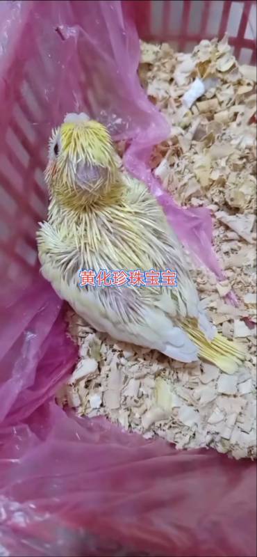 黄化珍珠玄凤鹦鹉宝宝#手养鹦鹉#鹦鹉#玄凤#日常#手养鸟#宠物鸟#牡丹