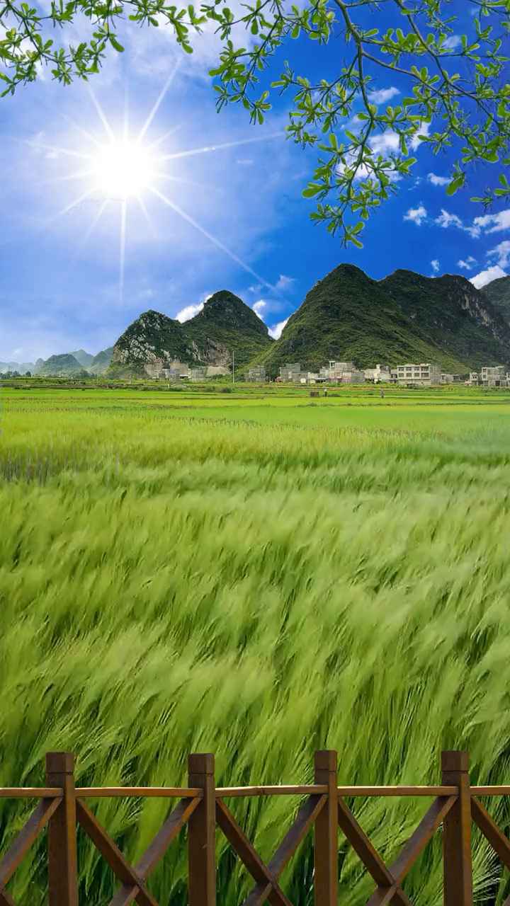家乡的麦田,又是一年风吹麦浪,太阳又老了一岁,我也是.