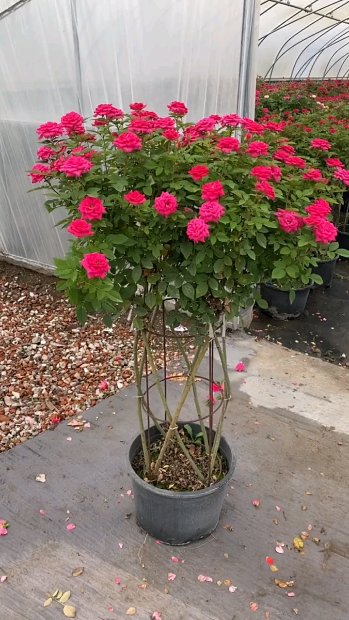 欧月花篮造型多季循环开花