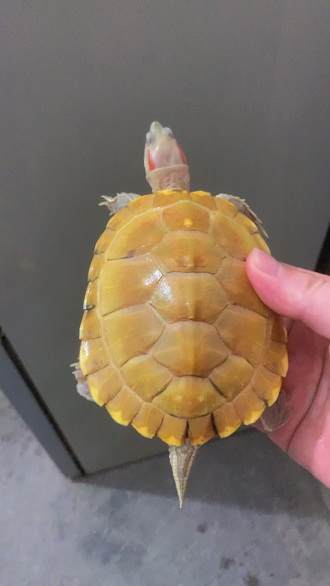 破壳计划#黄金悖论巴西龟