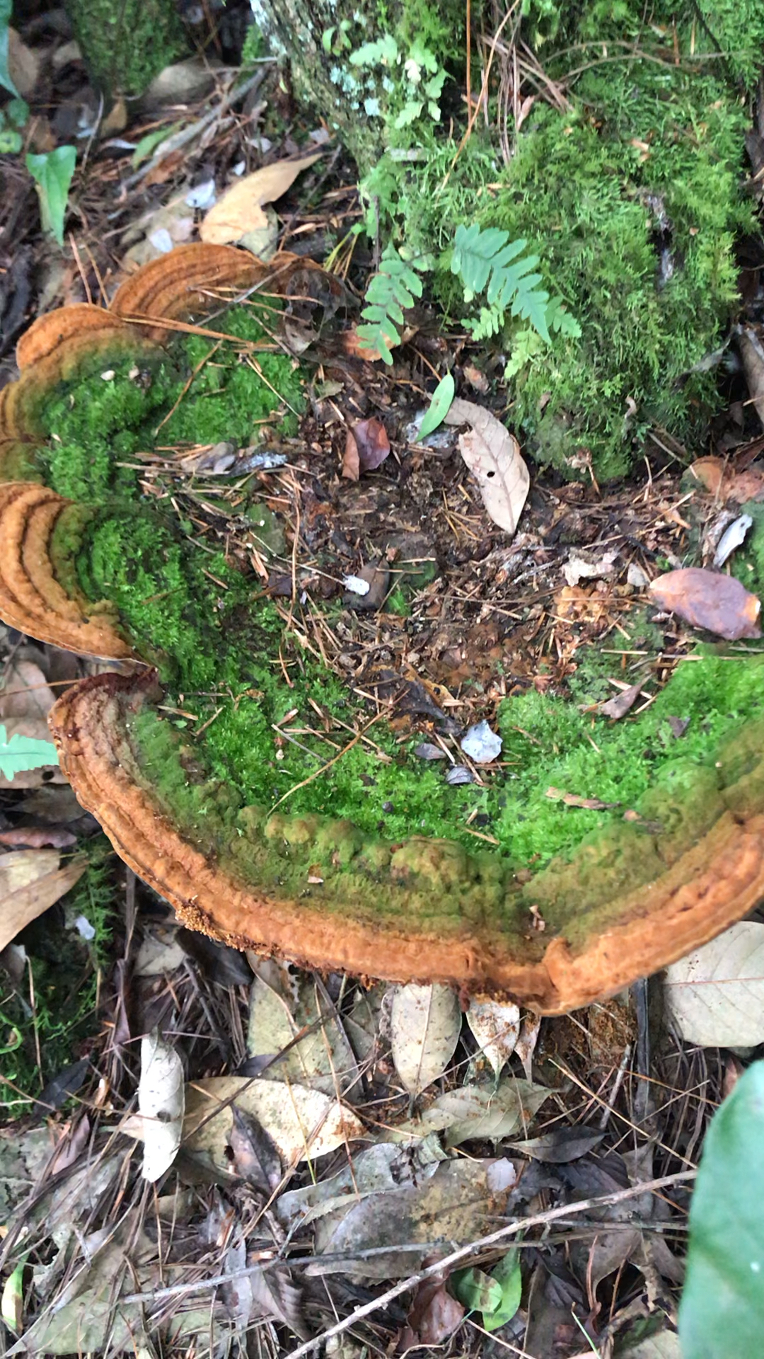 寄生于桑树上的称桑黄,寄生于其它树木之上的称甚么黄?谁能告诉我?