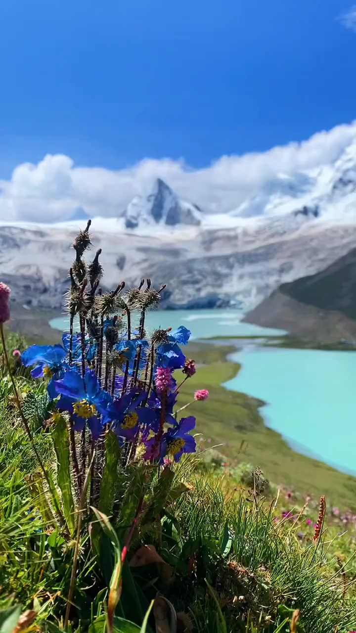 雪山花海草原,人间仙境
