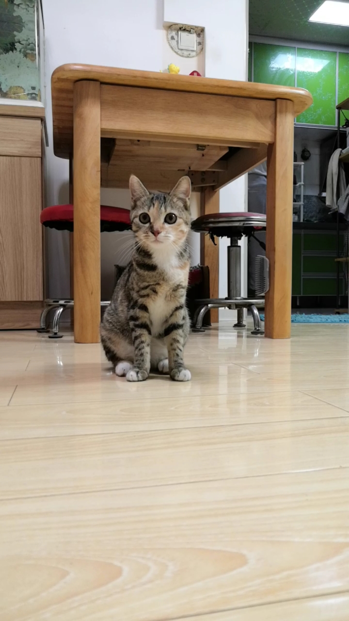 混血狸花猫#小:不对劲!是不是有人在看我?～是不是你在看我?