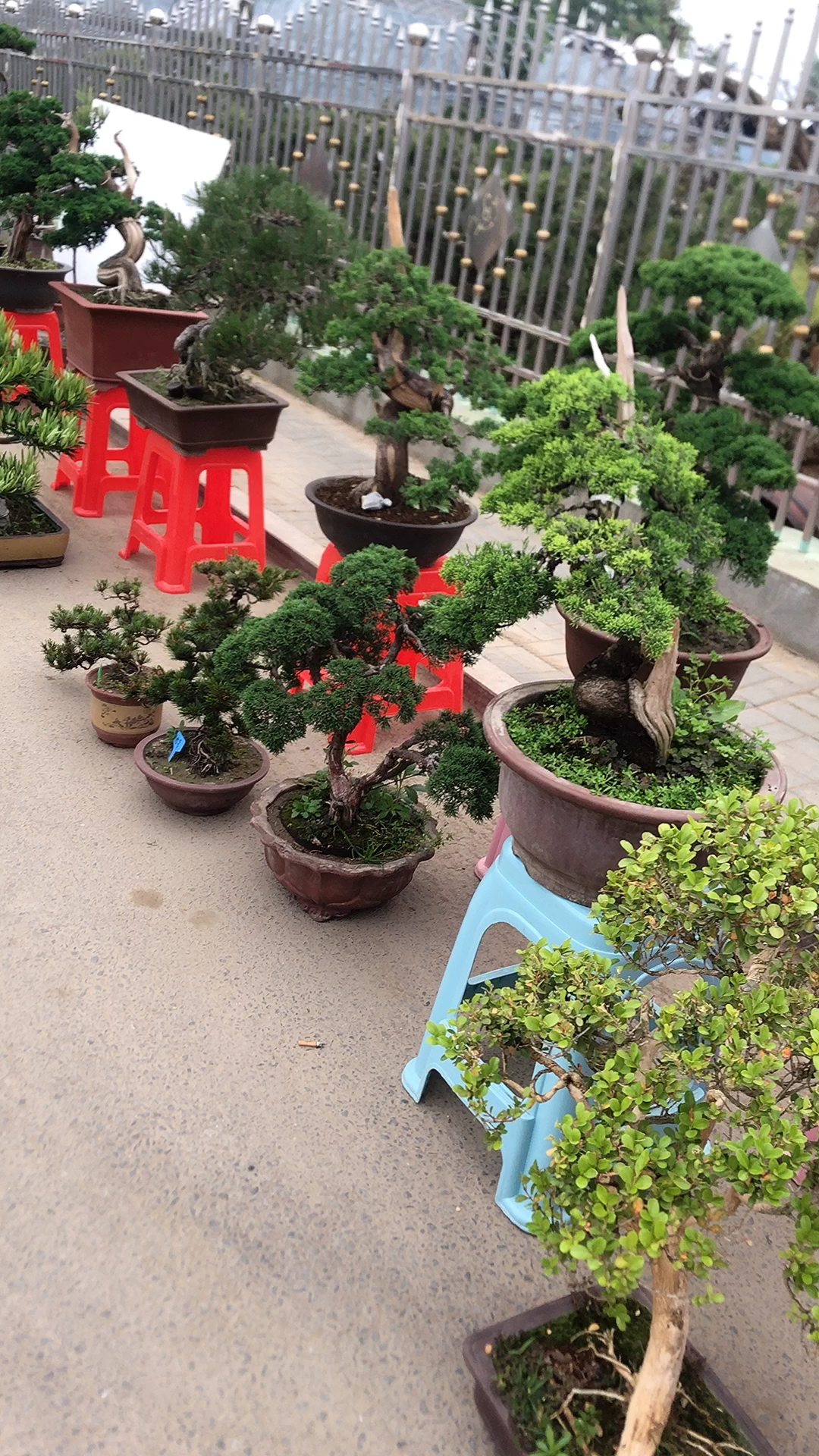 盆景大集,精品多多