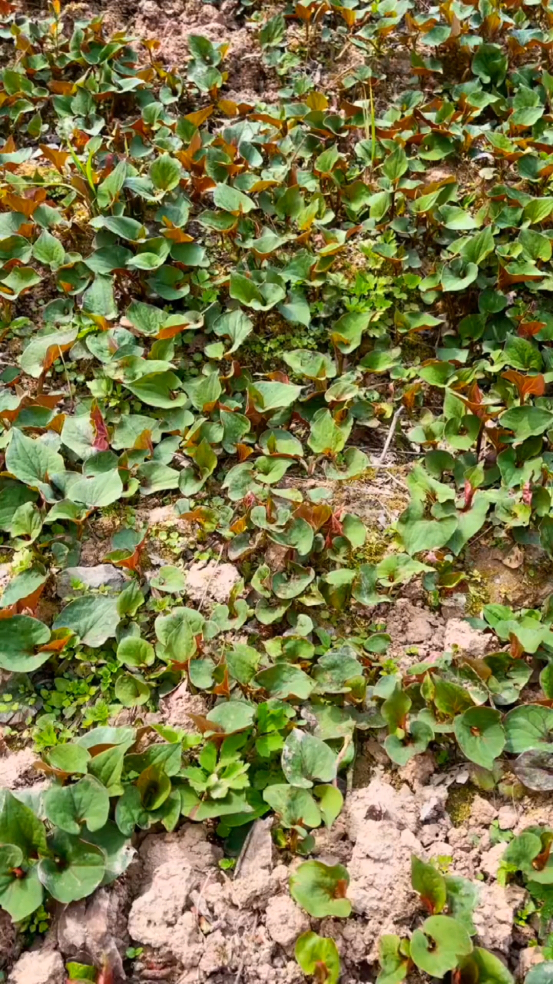 农村野菜野草#一大片折耳根,挖都挖不完