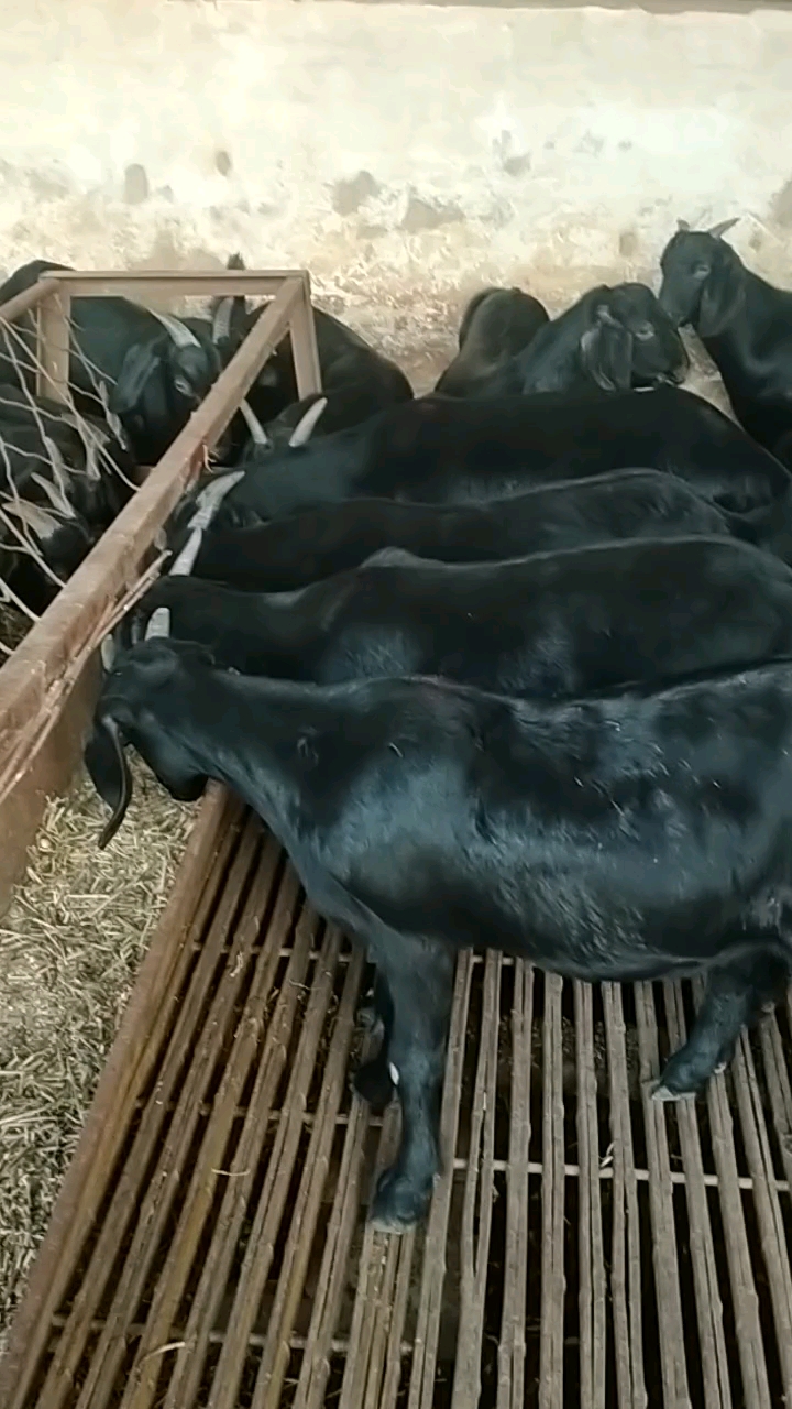 努比亚黑山羊头胎怀孕母羊