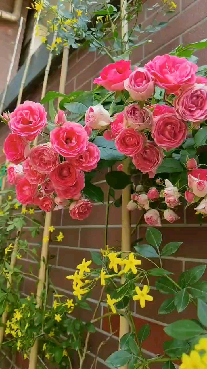 胭脂扣藤本月季爬藤欧月