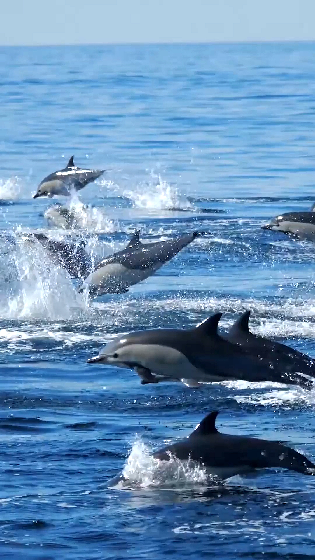 海豚#海洋邂逅幸运海豚群
