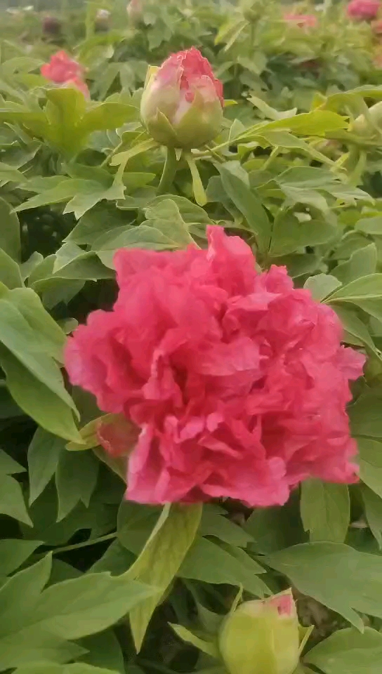 大家眼前看到的是咱们牡丹品种里面《旭港》开花第二红的品种-度小视