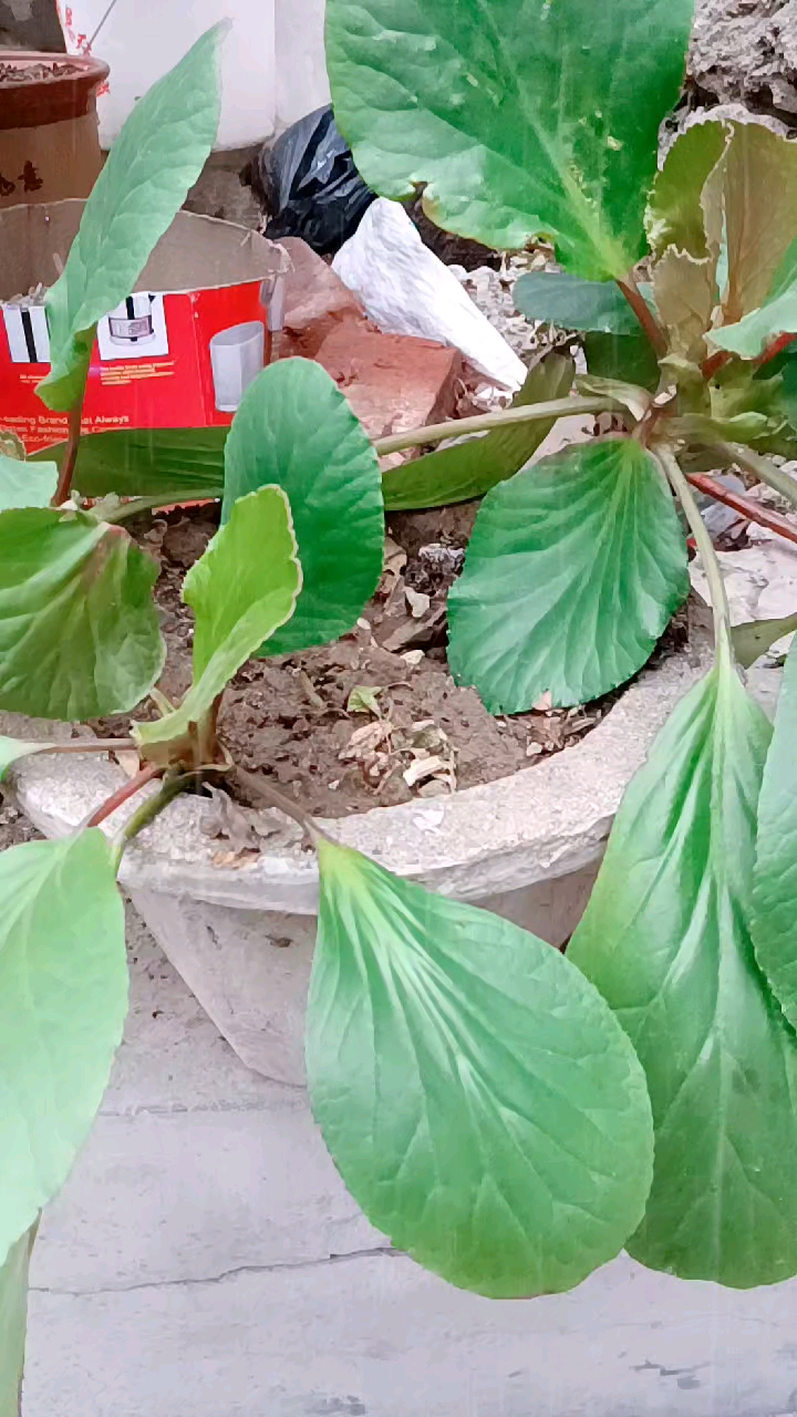 音为有你#猪耳朵花