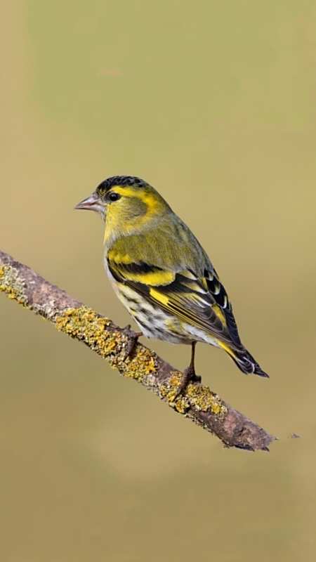 鸟类科普知识#鸟类科普知识:爱护鸟类,保护野生动物,(黄雀)俗称:黄 