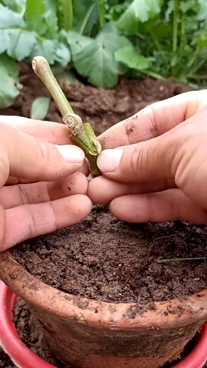 茄子嫁接技术分享,成活率极高.